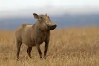 Eichelberg, Amnon: Pumba