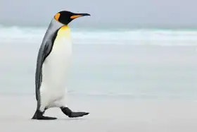 Neznámý: Velký tučňák královský
