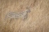 Sink, C. Jeffrey: Serval kočka ve vysoké červené ovesné trávě....