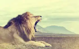 Neznámý: Africký lev