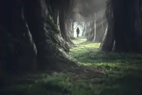 Neznámý: V hlubokém lese