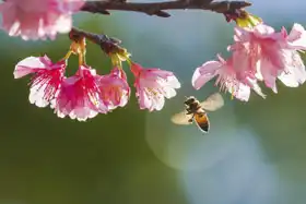 Neznámý: Třešňové květy
