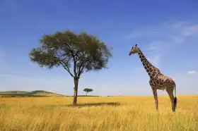 Neznámý: Strom a žirafa