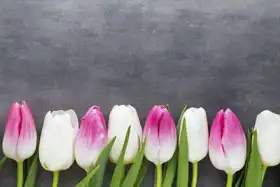 Neznámý: Květiny bílé a růžové