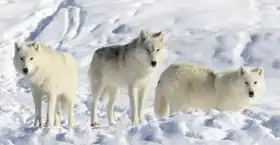 Neznámý: Smečka polárních vlků
