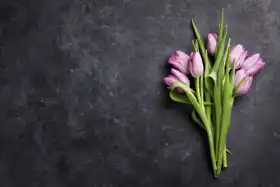 Neznámý: Tulipány