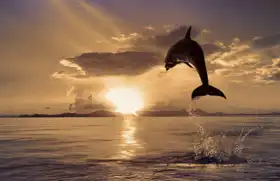 Neznámý: Delfín ke slunci