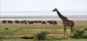 Neznámý: Žirafa a buvoli