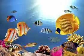 Neznámý: Život na korálovém útesu