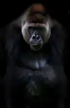 Neznámý: Portrét gorily
