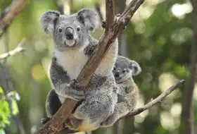 Neznámý: Koala s mládětem