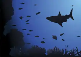 Neznámý: Žralok
