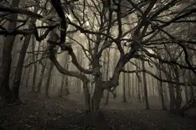 Neznámý: Strašidelný strom