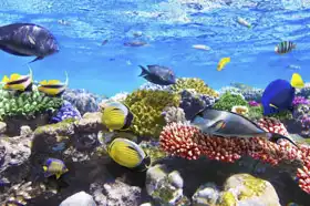 Neznámý: Korálový útes