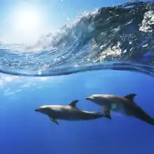Neznámý: Dva delfíni