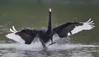 Tjandra, C.S.: Černá labuť