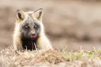 ASAMI, OSAMU: Lízání řízků