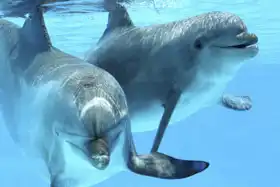 Neznámý: Párek delfínů