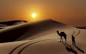 Neznámý: Velbloud v saharské poušti, Maroko