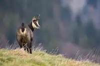 Boeck, De Kenny: Odpolední kamzík