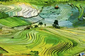 Neznámý: Rýžové pole v provincii Laocai, Vietnam