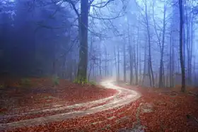 Neznámý: Podzim tajemný les s cestou