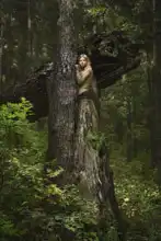Neznámý: V kouzelném lese