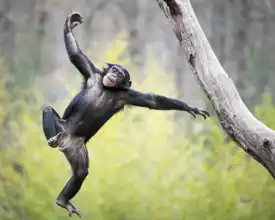 Neznámý: Mladý šimpanz