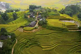 Neznámý: Rýžové pole, Sapa, Vietnam