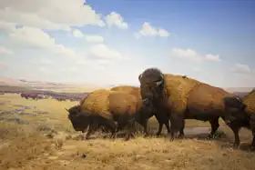 Neznámý: Stádo bizonů
