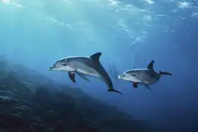 Neznámý: Delfíni v moři