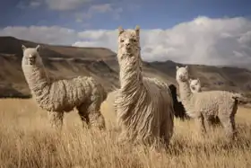 Neznámý: Lamy (alpaka) v Andách, Peru
