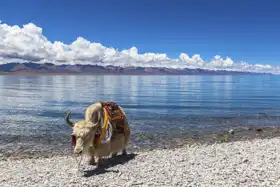 Neznámý: Jak stojící na břehu jezera Namtso, Tibet