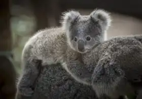 Neznámý: Medvídek koala
