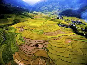 Neznámý: Pole rýže v období sklizně v Mu Cang Chai, Vietnamu