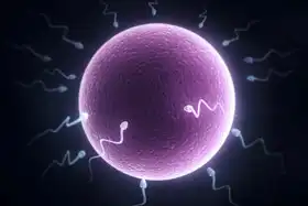 Neznámý: Spermie a lidské vajíčko