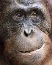 Neznámý: Orangutan, Indonésie