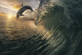 Neznámý: Surfing