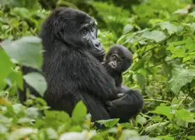 Neznámý: Horská gorila s mládětem, Uganda