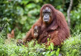 Neznámý: Orangutaní samice s mládětem, Borneo