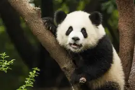 Neznámý: Panda na stromě