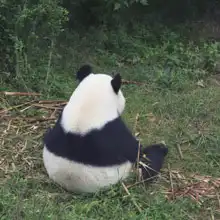 Neznámý: Medvídek panda