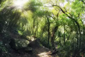 Neznámý: Magie lesa