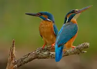 Benfer, Stefan: Ledňáček říční (Alcedo atthis)
