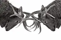 Cumming, Jim: Eye to Eye - Elk boj