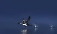 Cumming, Jim: Loon Flight - Common Loon