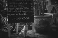 Takeshi, Tsunoda: Pouliční kočka v Bangkoku