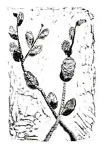 Larsson, Carl: Sleeping Pussy Willow