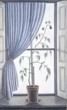 Addinall, Rut: Plant in Window