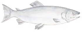 Scott, Samuel: Fish